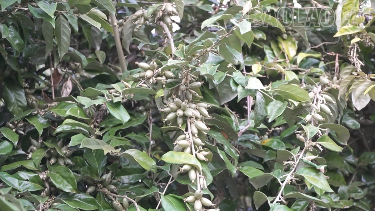 Làng Sang: Cây nhót trái vụ mang lại hiệu quả kinh tế cao