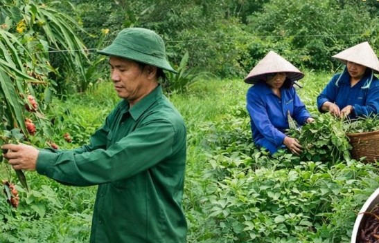 Lấy nền tảng sản xuất hữu cơ "đánh thức" tiềm năng đất cằn xứ Nghệ