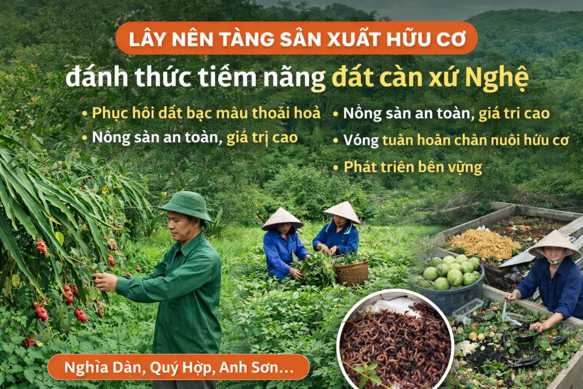 Lấy nền tảng sản xuất hữu cơ 