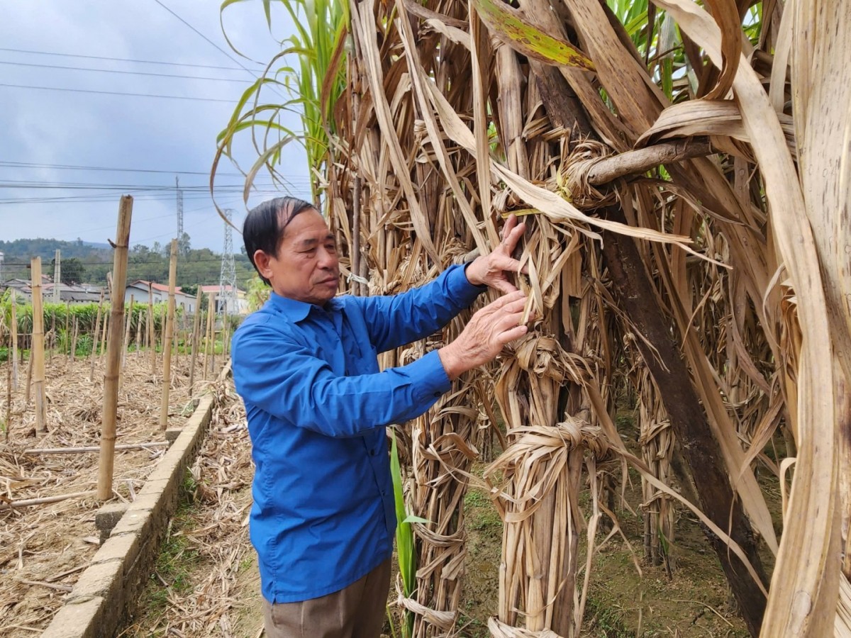 Đi đầu trồng mía VietGAP