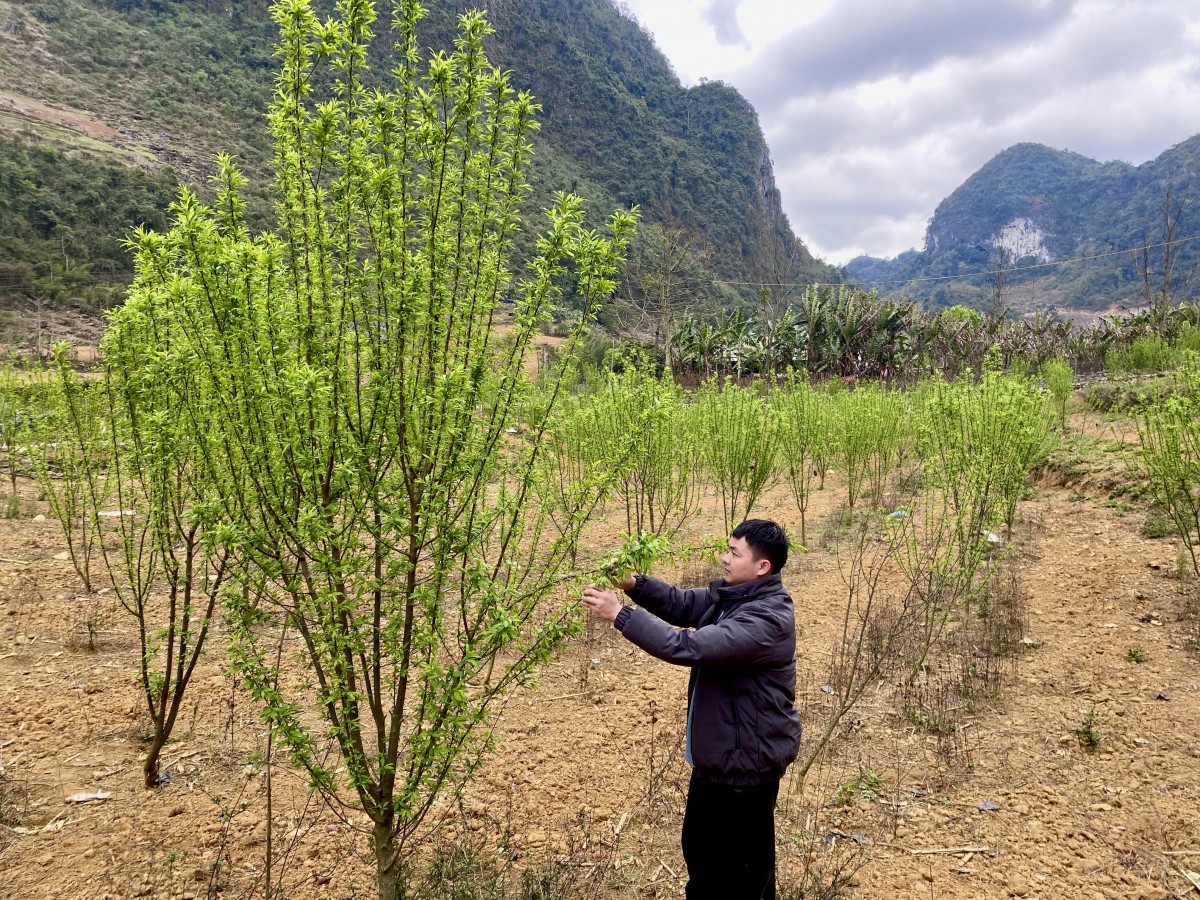 Xuân Trường nồng nàn giữa miền xuân