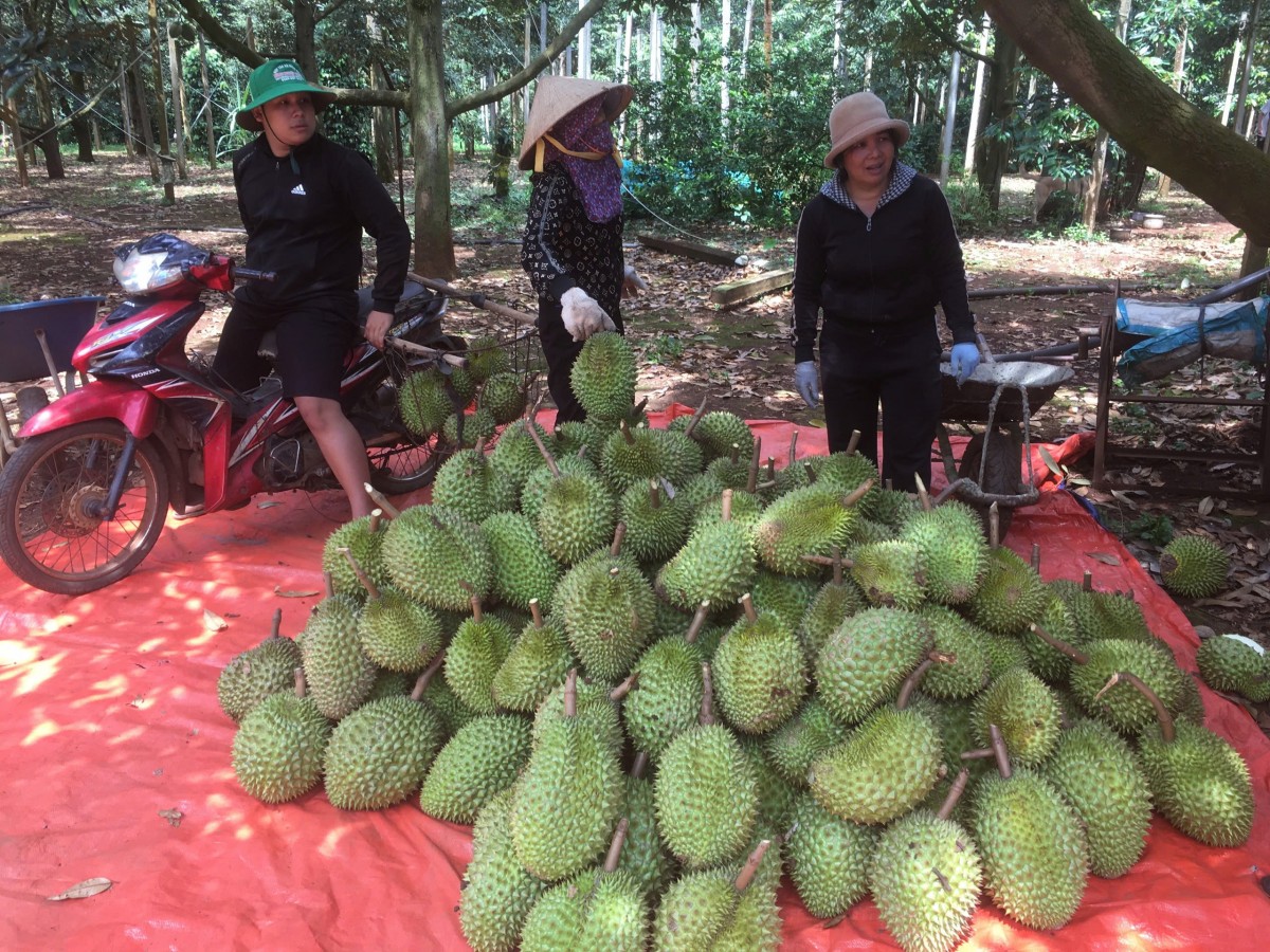 Nông nghiệp Đắk Lắk 