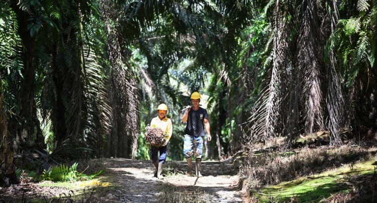 Malaysia định hướng phát triển nền kinh tế sinh học