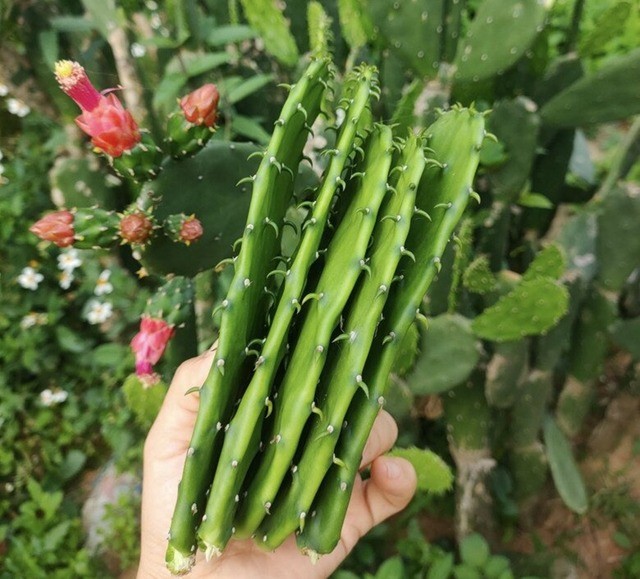 Quả dại được xem là bình dân ở Việt Nam trời Tây bán rất đắt đỏ, ví như thần dược