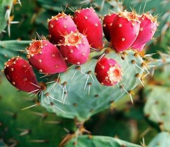 Quả dại ở Việt Nam được ví như thần dược ở trời Tây