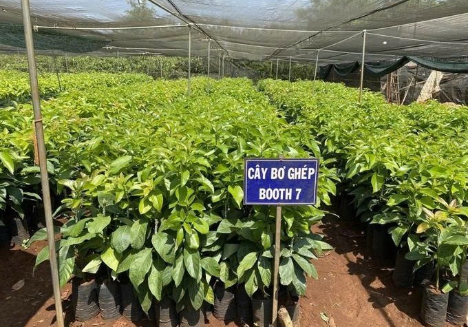 Đẩy mạnh nghiên cứu và sản xuất giống, tạo bệ phóng cho tái cơ cấu ngành nông nghiệp