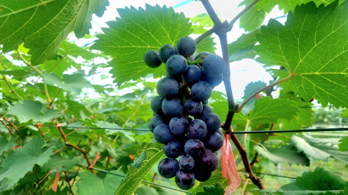 Trung tâm khuyến nông Nghệ An với chương trình phát triển nông nghiệp hữu cơ