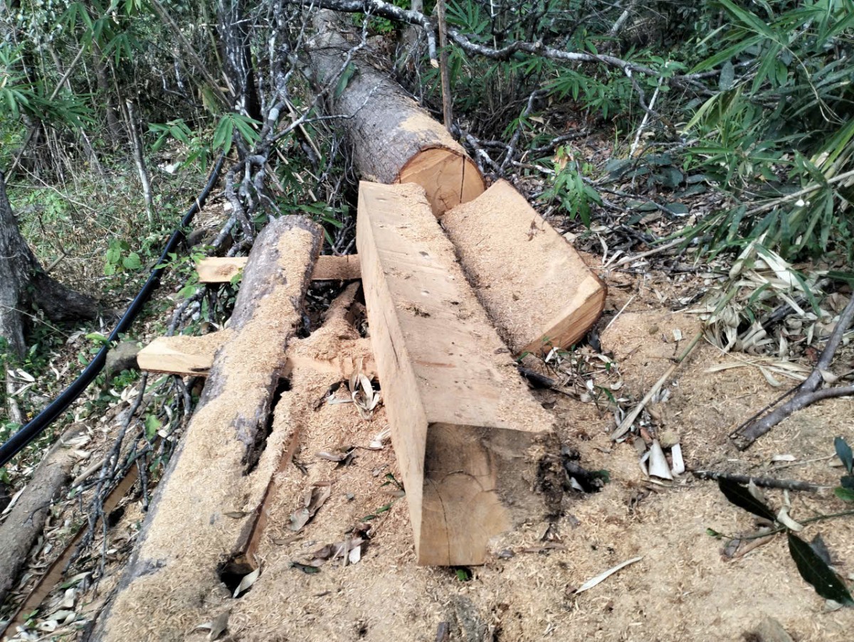 Lâm Đồng: Chỉ đạo khẩn trương rà soát, xác định nguyên nhân, thời điểm diện tích rừng bị giảm