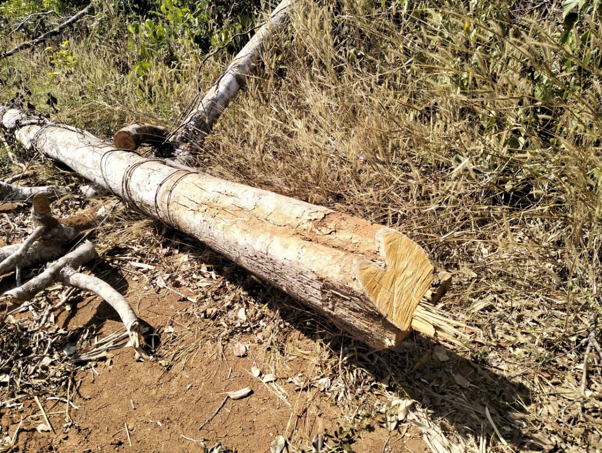 Xử lý 382 vụ vi phạm Luật Lâm nghiệp