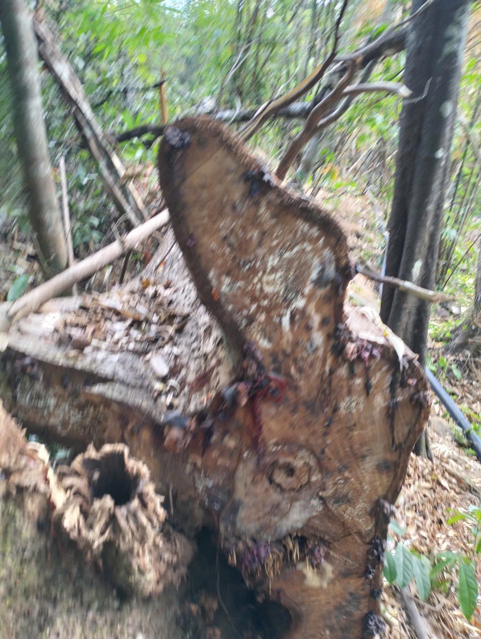 Xử lý 382 vụ vi phạm Luật Lâm nghiệp