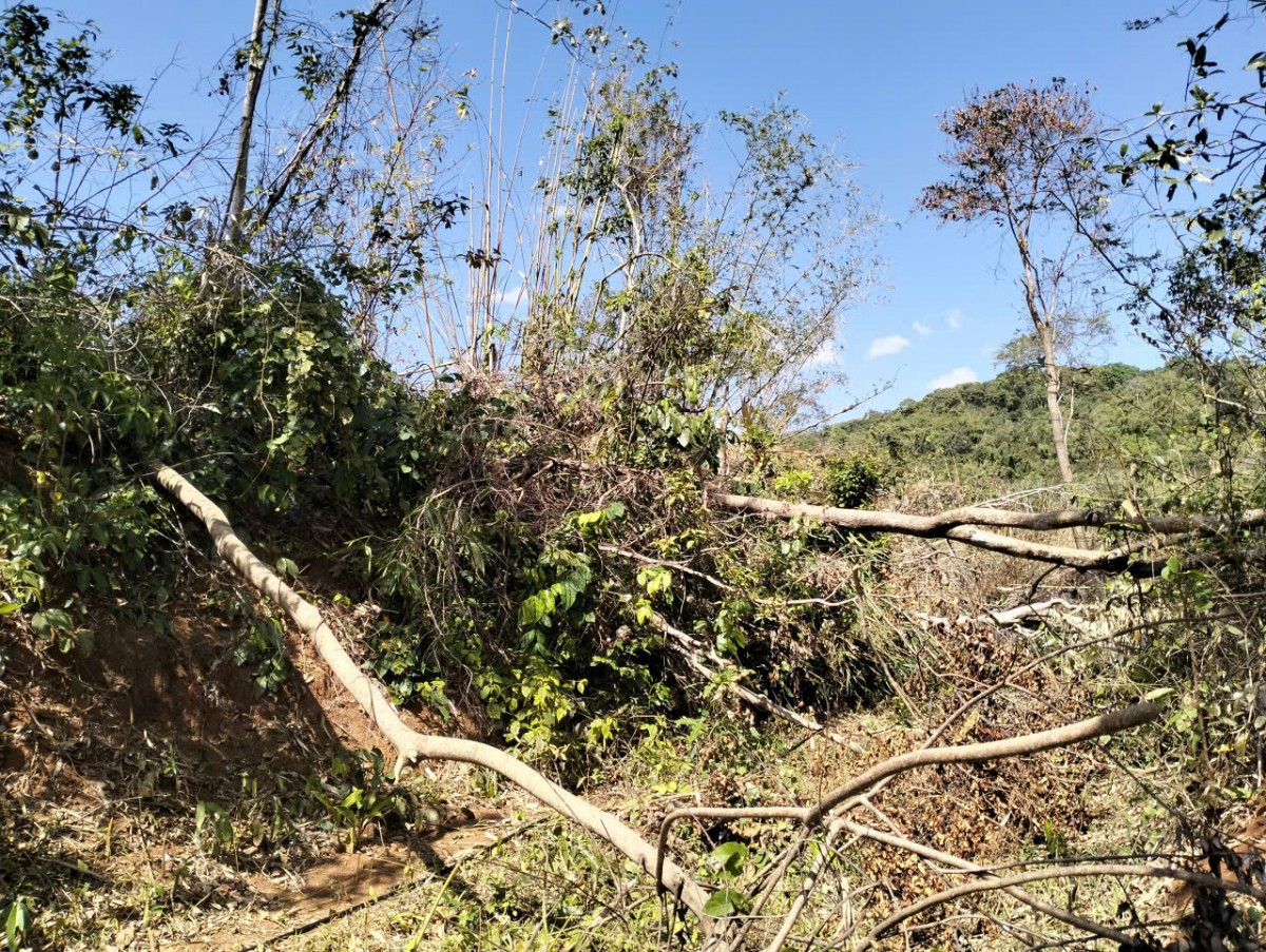 Xử lý 382 vụ vi phạm Luật Lâm nghiệp