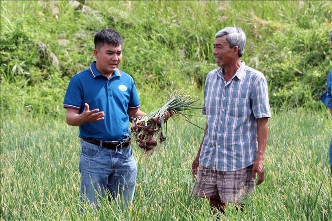 "Thủ phủ" hành tím Vĩnh Châu đột phá từ giống mới