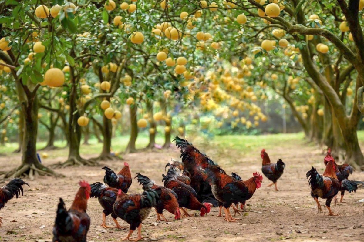 Khoa học công nghệ “bàn đạp” chuyển đổi xanh, phát triển thủ đô bền vững