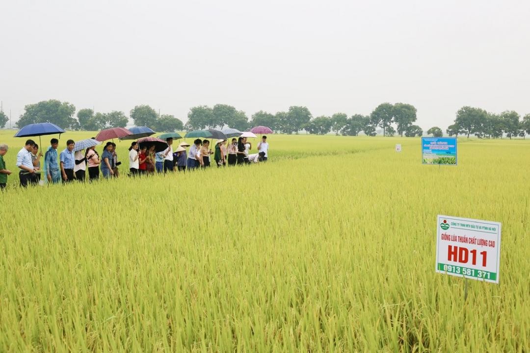 HD11 - một trong các loại giống chất lượng cao của Công ty TNHH MTV Đầu tư và Phát triển nông nghiệp Hà Nội (Hadico).