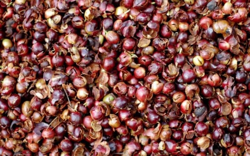 HTX tận dụng vỏ cà phê, biến phế phẩm thành giá trị kinh tế tuần hoàn