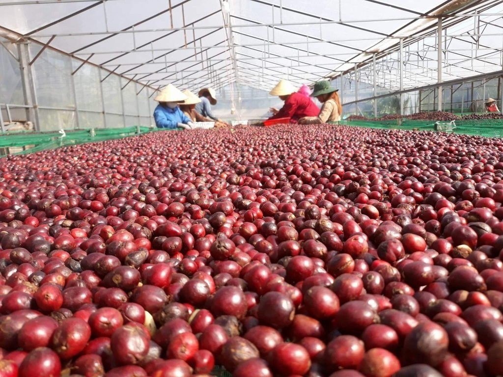 HTX tận dụng vỏ cà phê, biến phế phẩm thành giá trị kinh tế tuần hoàn