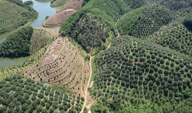 Đôn đốc công bố hiện trạng, đẩy nhanh kiểm kê rừng