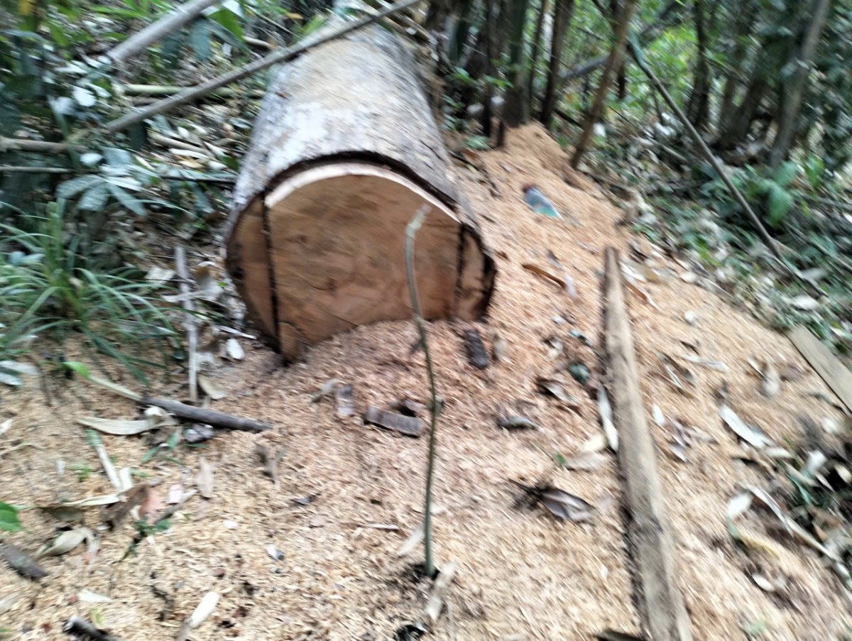 Xử lý 382 vụ vi phạm Luật Lâm nghiệp