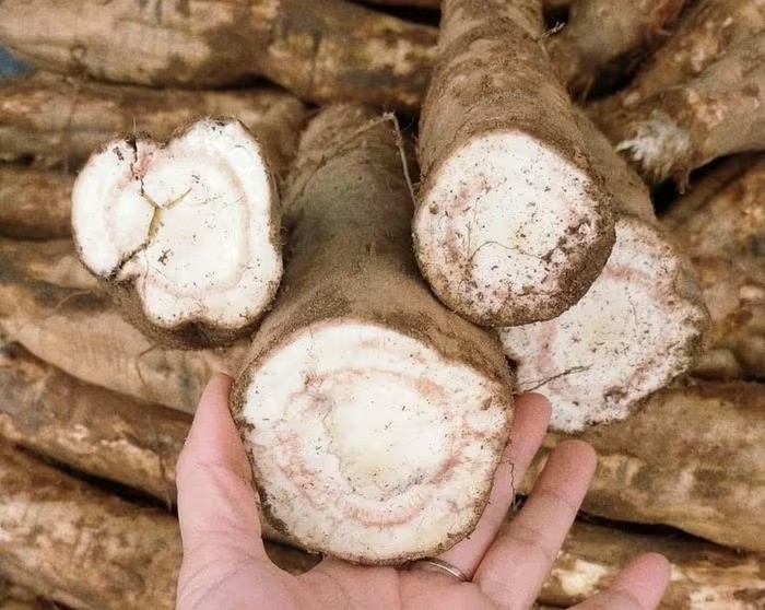 Loại củ bán đầy chợ, giải rượu cực tốt