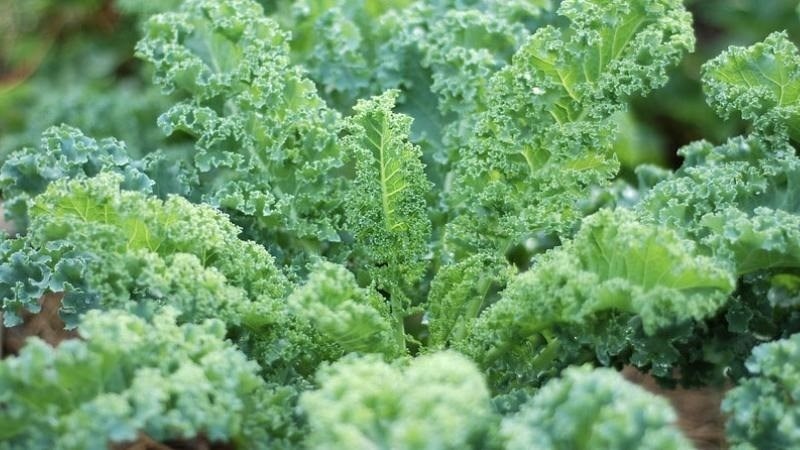 Vì sao cải xoăn được mệnh danh là "vua của các loại rau"?