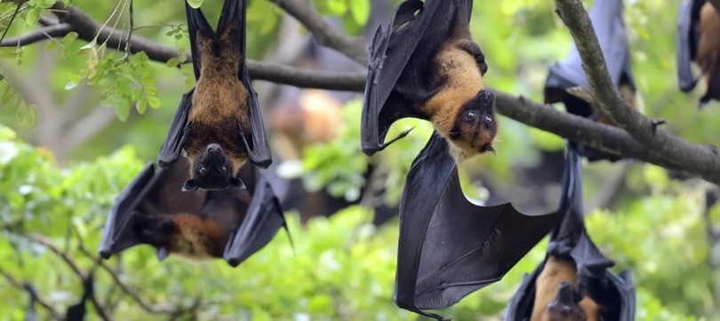 Virus Nipah dễ lây, không sử dụng trái cây mà động vật ăn dở