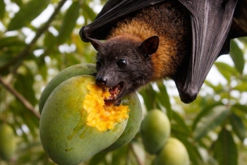 Virus Nipah dễ lây, không sử dụng trái cây mà động vật ăn dở