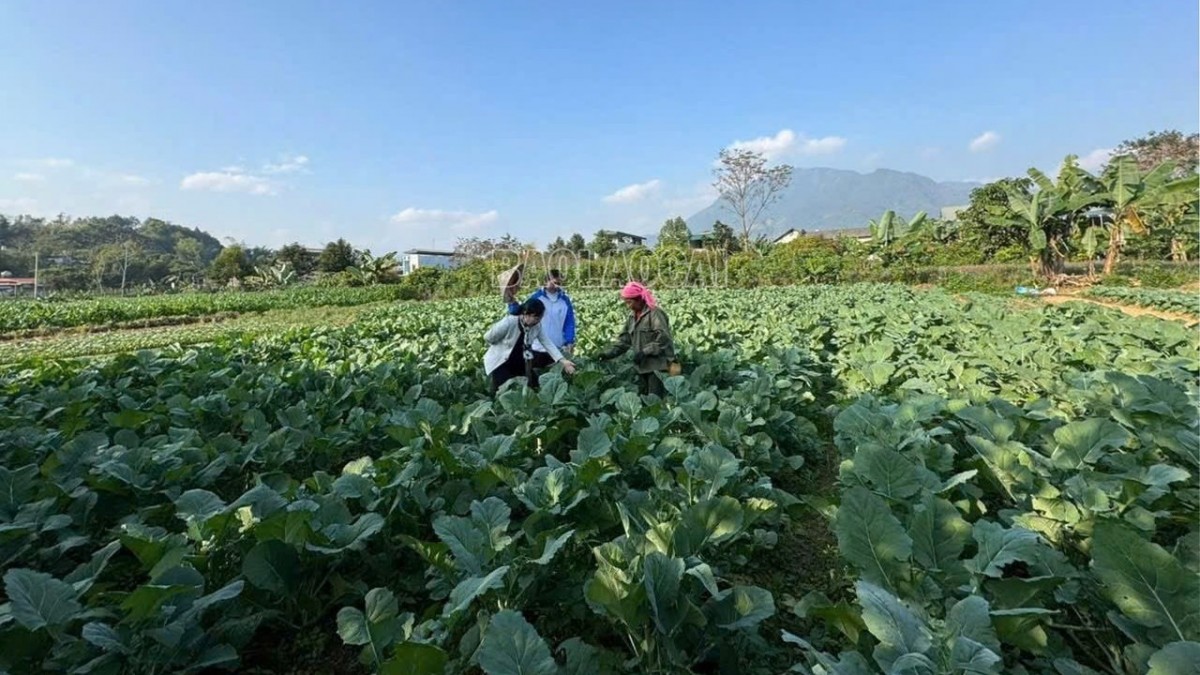 Liên Sơn chuyển đổi cây trồng tạo đột phá cho nông nghiệp
