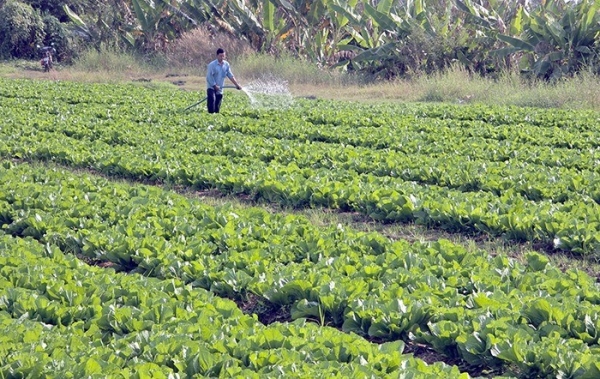Tăng cường phòng, chống dịch hại cây trồng, đảm bảo sản xuất an toàn trước, trong và sau Tết Nguyên đán