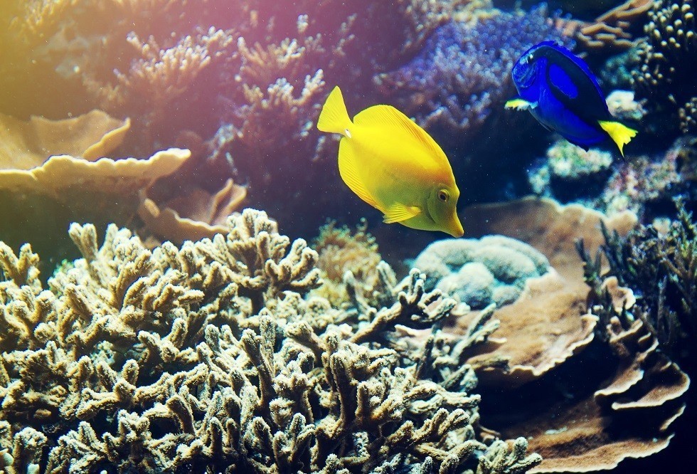 Nếu các rạn san hô phục hồi, chúng có thể cung cấp thức ăn cho hàng triệu người