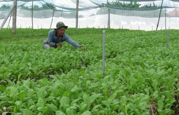 Phát triển bền vững ngành hàng rau màu