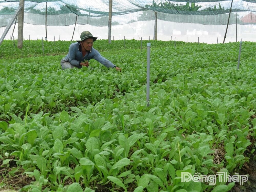 Phát triển bền vững ngành hàng rau màu