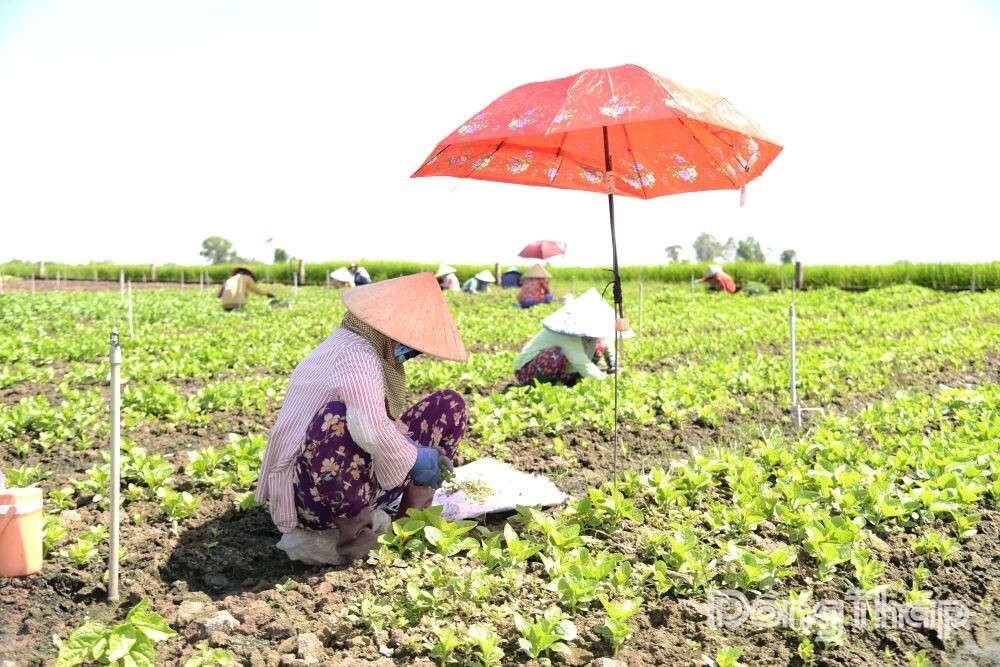 Phát triển bền vững ngành hàng rau màu