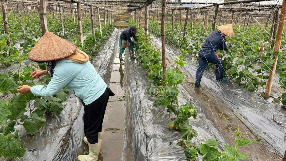 Liên Sơn chuyển đổi cây trồng tạo đột phá cho nông nghiệp