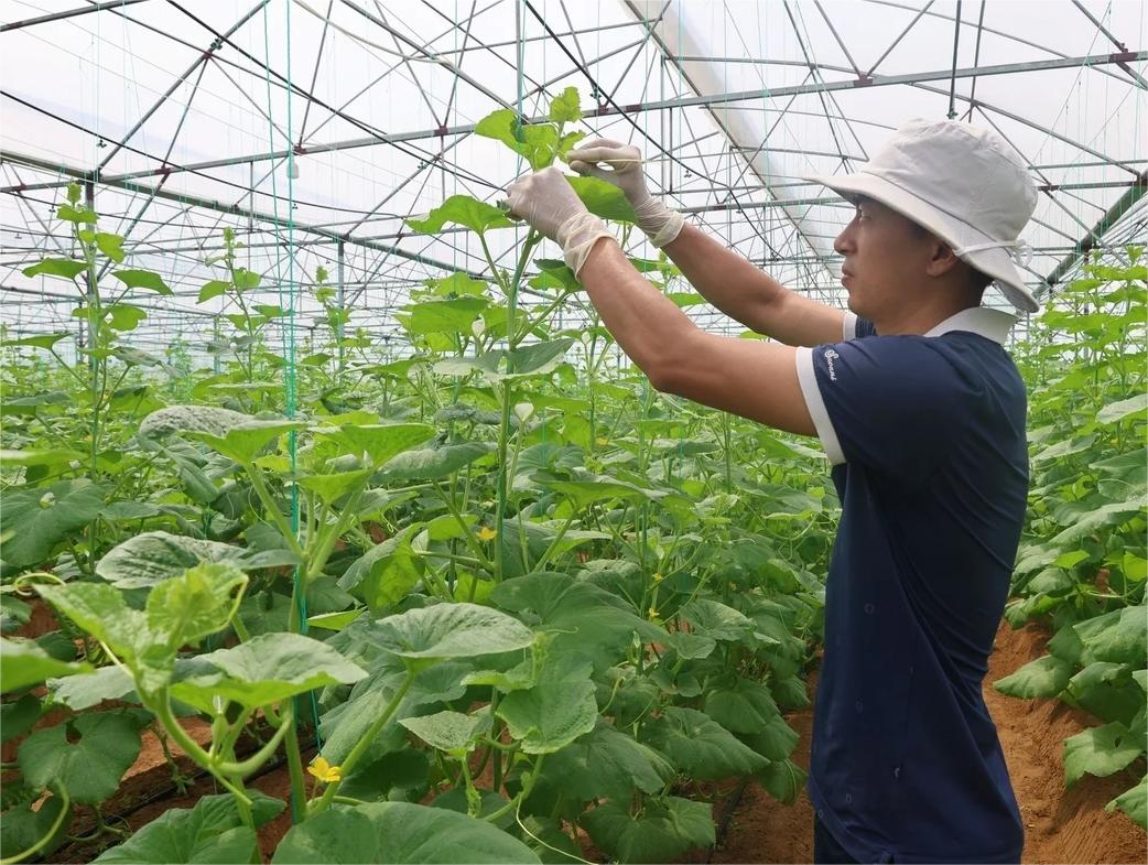 Nhà màng trồng dưa lưới của anh Phạm Tiến Anh tại xã Hồ Vương.