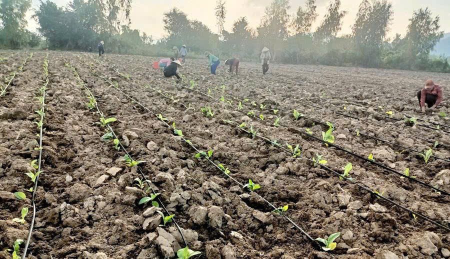 Ứng dụng công nghệ tưới nước tiên tiến nhằm nâng cao hiệu quả sản xuất nông nghiệp