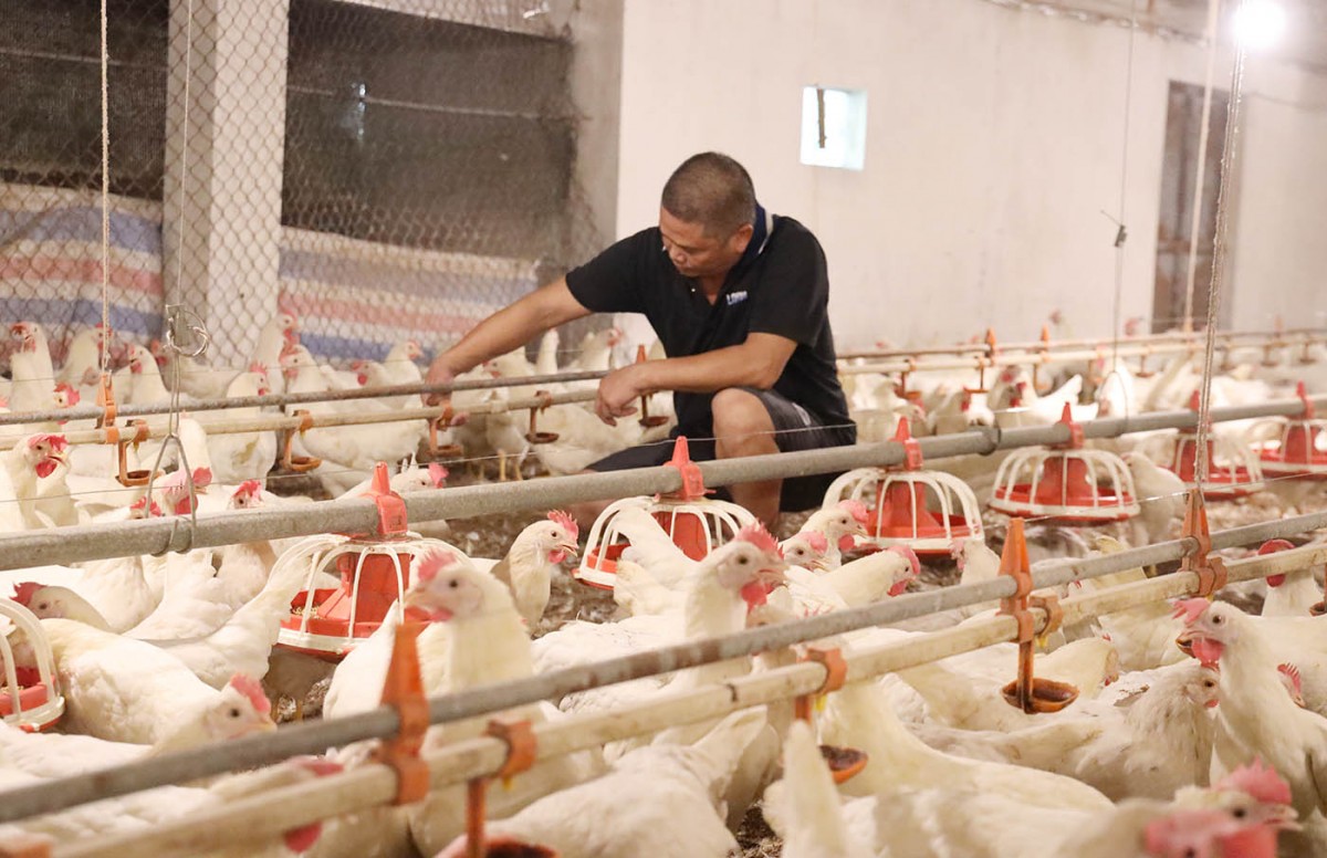 Phú Thọ: Chú trọng công tác quản lý giống vật nuôi, thức ăn chăn nuôi và bảo vệ môi trường