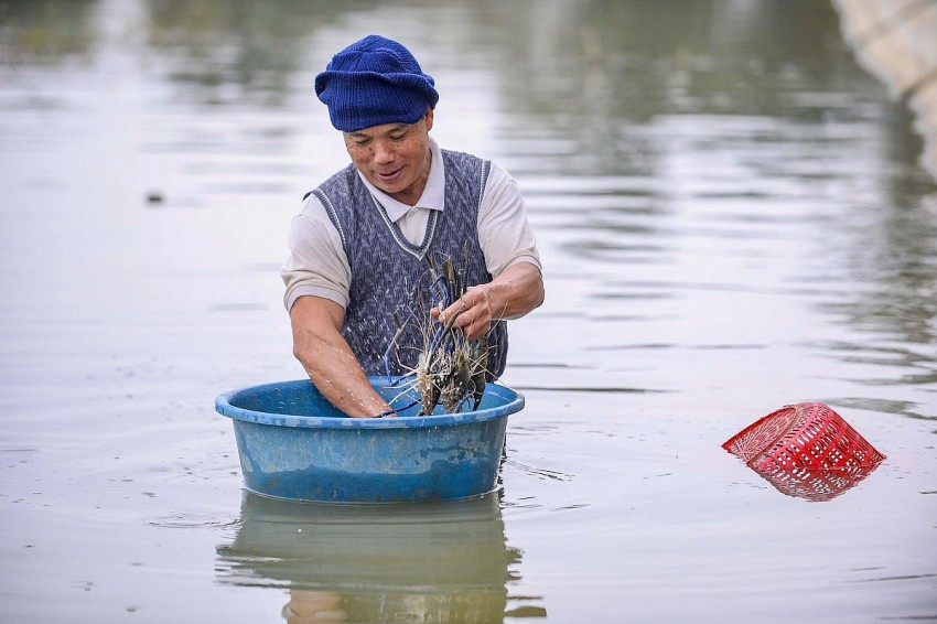 Tôm càng xanh đang cho hiệu quả kinh tế cao hơn 4-5 lần so với mô hình nuôi cá - lúa truyền thống.