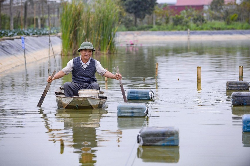 Nuôi tôm càng xanh kết hợp cấy lúa đạt chuẩn VietGap đang mở ra cơ hội làm giàu bền vững cho các hộ nông dân tại phường Quang Trung. 
