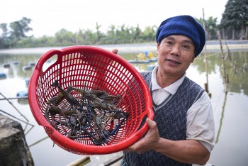 Nuôi tôm càng xanh trong ruộng lúa cho hiệu quả kinh tế cao