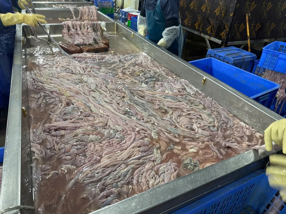 Triệt phá cơ sở chứa hơn 60 tấn lòng lợn bốc mùi, trữ đông nhiều tháng