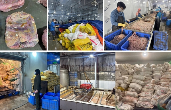 Triệt phá cơ sở chứa hơn 60 tấn lòng lợn bốc mùi, trữ đông nhiều tháng