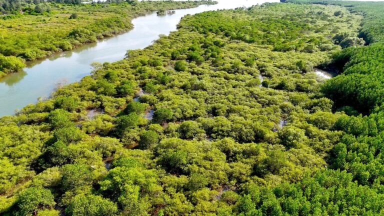 Hệ thống cây đước phát triển ổn định, đóng vai trò “lá chắn xanh” trong bảo vệ môi trường địa phương.