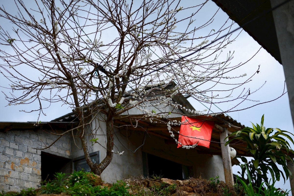 Rực rỡ sắc xuân Tây Bắc
