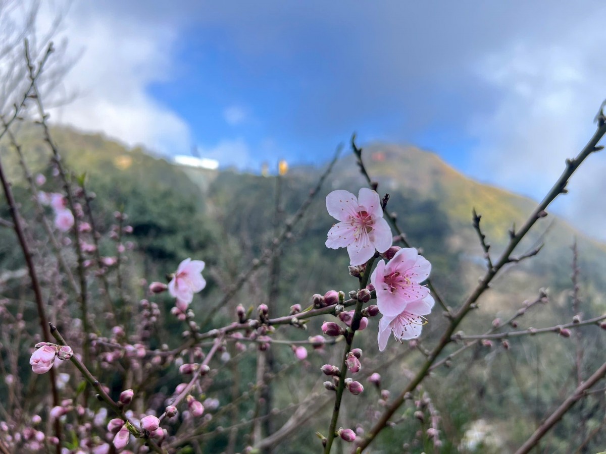 Rực rỡ sắc xuân Tây Bắc