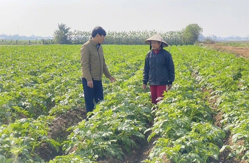 Sản xuất khoai tây hàng hóa mở hướng tái cơ cấu cây trồng
