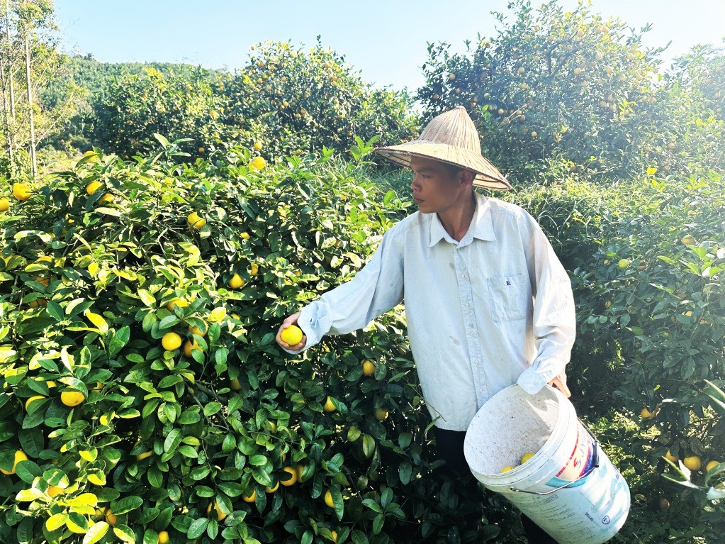 Thu nhập trên 100 triệu đồng/năm từ trồng chanh tứ quý