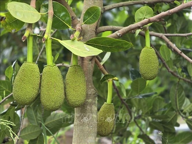 Tìm ra tác nhân gây bệnh nguy hiểm trên cây mít