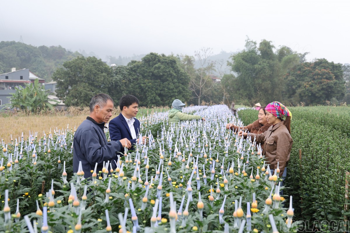 Nông dân Văn Chấn chủ động chuyển đổi cây trồng, nâng cao giá trị sản xuất