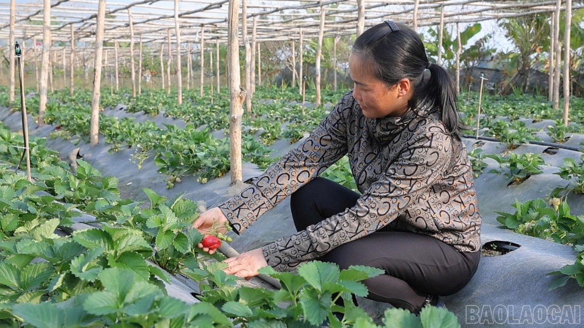 Nông dân Văn Chấn chủ động chuyển đổi cây trồng, nâng cao giá trị sản xuất