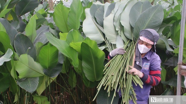 Lá dong Tràng Cát vào vụ Tết, người dân thu tiền triệu